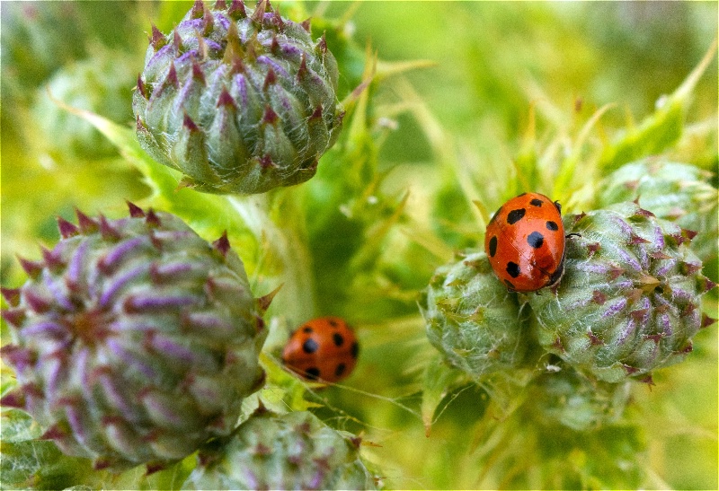 Ladybird, Ladybird Fly Away Home