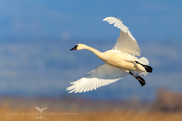 Tundra Swan  - ID: 13630688 © Leslie J. Morris