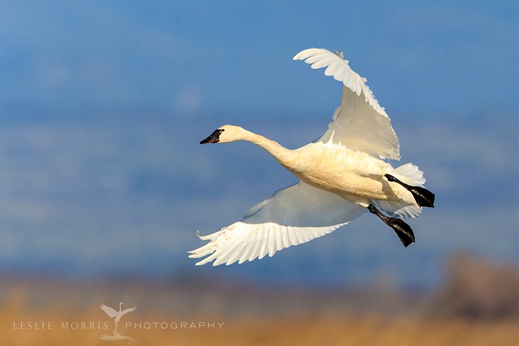 Tundra Swan 