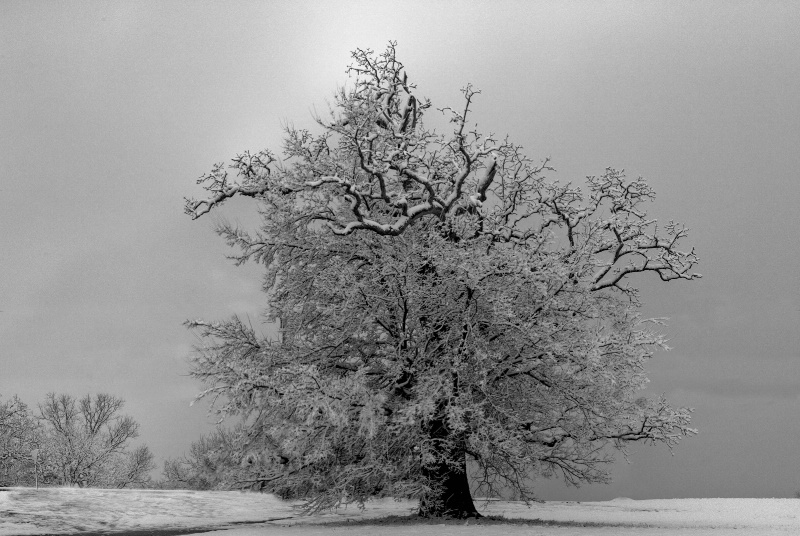 Old tree Van Buren Arkansas
