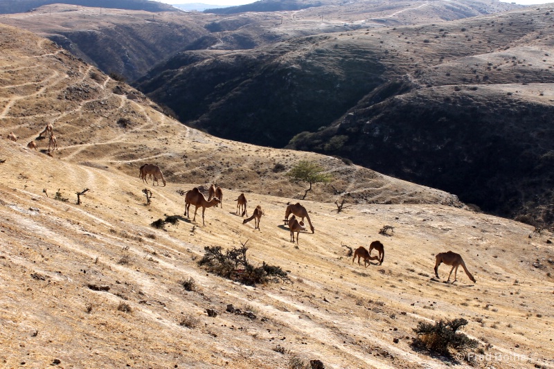 camels near salalah  oman