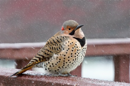 Flicker with Snow