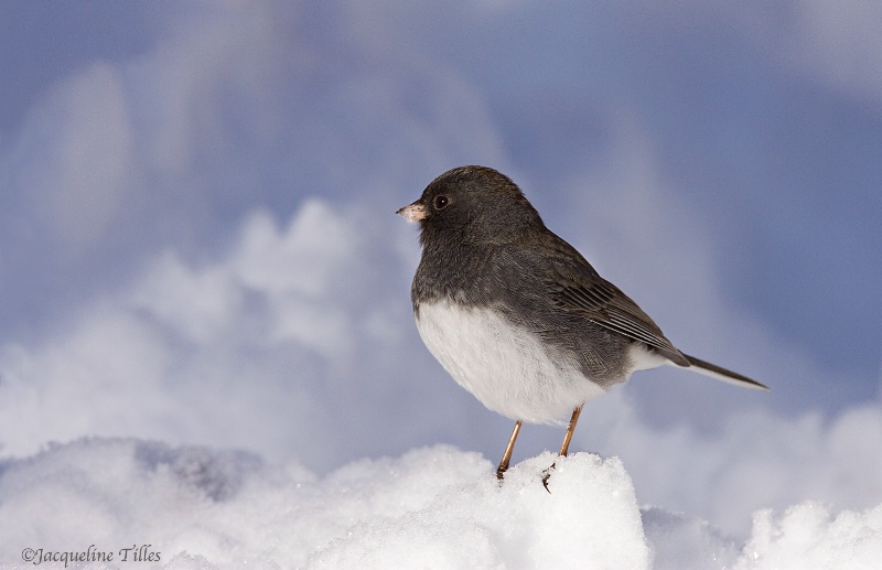 Winter's Peace - ID: 13630990 © Jacqueline A. Tilles