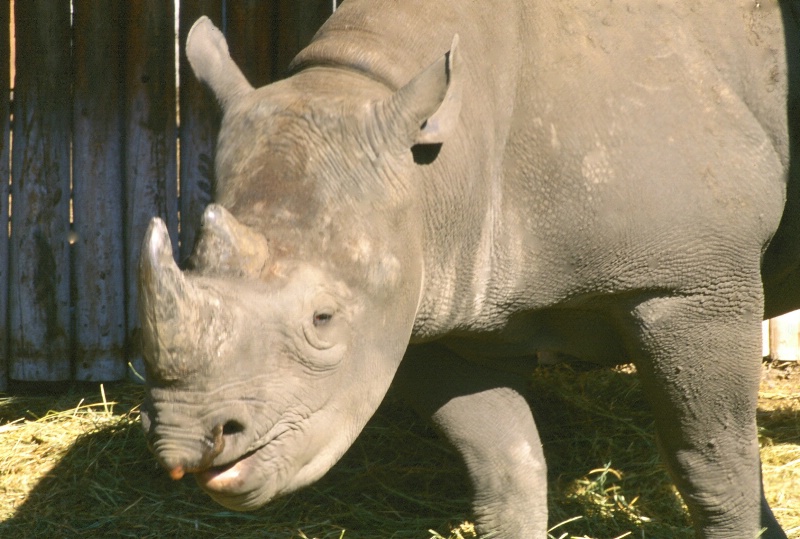 Portrait  of  a  Rhino