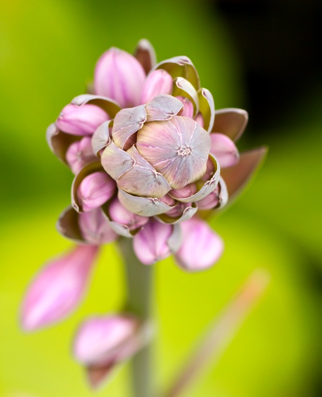 Heavenly pink