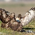 © Leslie J. Morris PhotoID # 13631964: Squabble Red-tailed Hawk Style