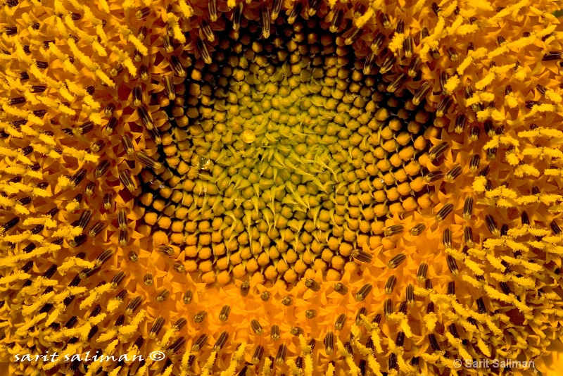 center of a sunflower