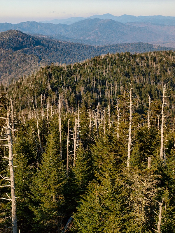 The Great Smoky Mountains From The Top