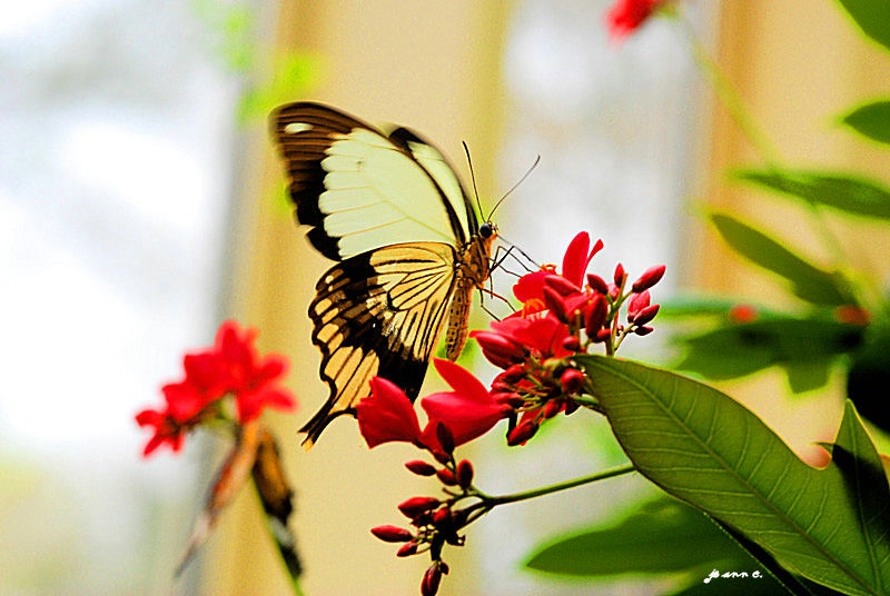 Inside the Butterfly House..Callaway Gardens