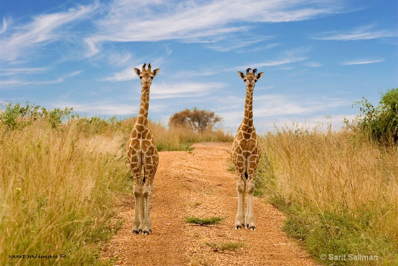 giraffes looking  uganda africa