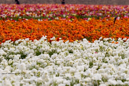 field of cultivated buttercups