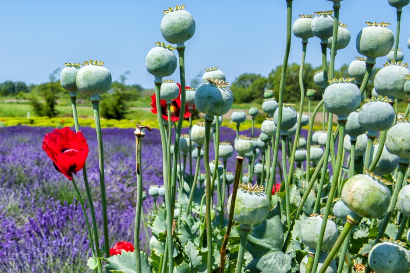 Poppies and Lavender