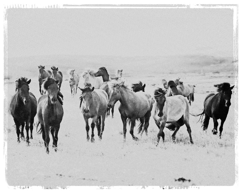 Icelandic Horses - ID: 13633529 © BARBARA TURNER