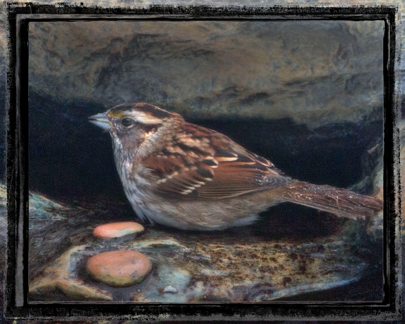 English Sparrow - ID: 13633671 © BARBARA TURNER
