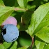 © Scott Ream PhotoID # 13633729: blueberry