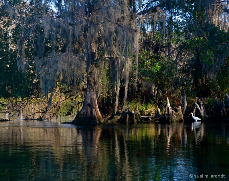 Ibis At Wakulla Springs - ID: 13633753 © Susanne M. Arendt