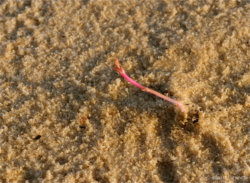 Pink Shoot in the Dunes - ID: 13633757 © Susanne M. Arendt