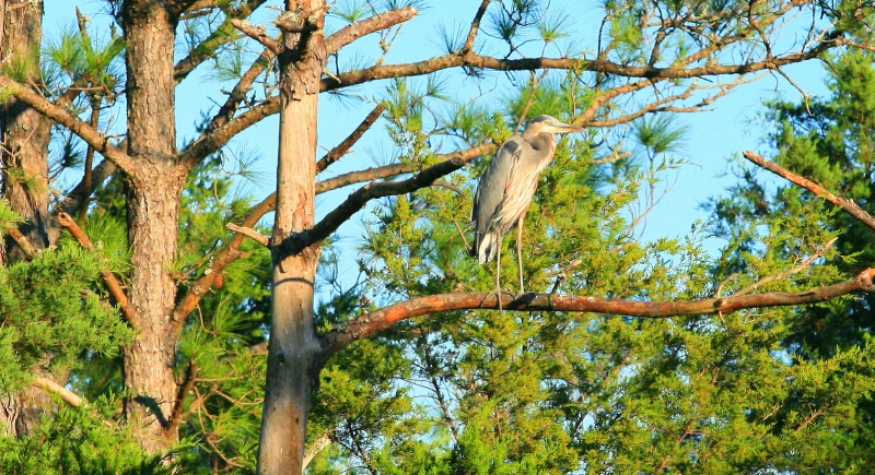 Great Blue Heron in the Pines