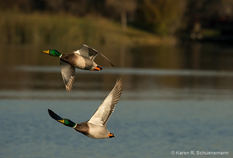 Ducks in Flight