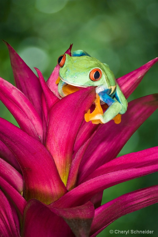 Red-Eyed Tree Frog 1109
