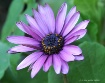 purple daisy 6