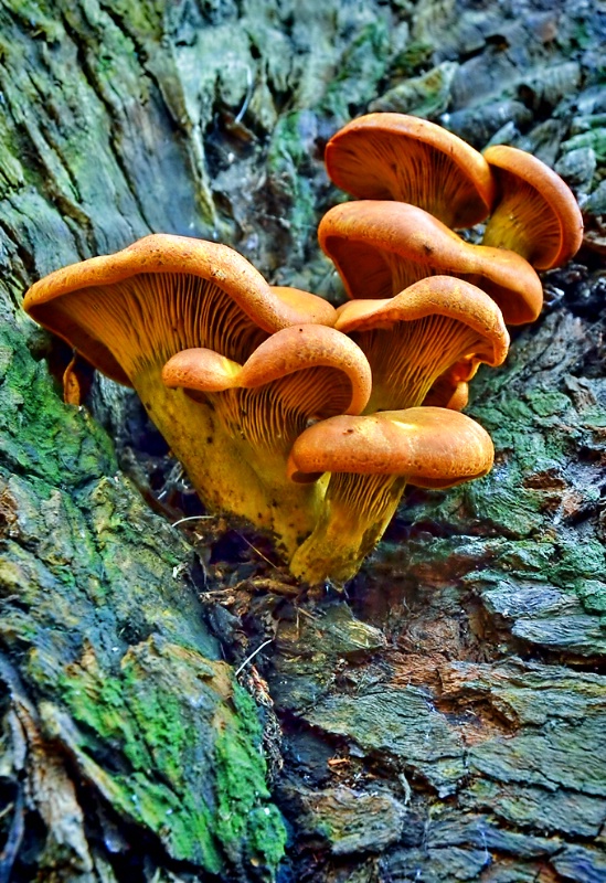 Small Mushroom Grouping