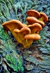 Small Mushroom Gr...