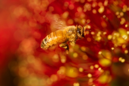 Hovering in a sea of Pohutukawa