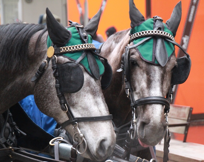 Two horses from Vienna