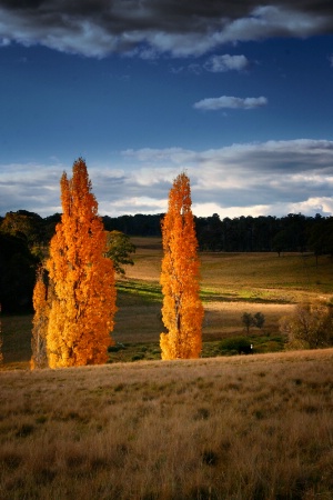 Golden Poplars
