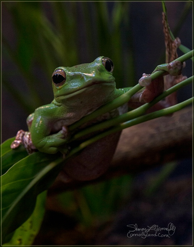 Tree Frog II
