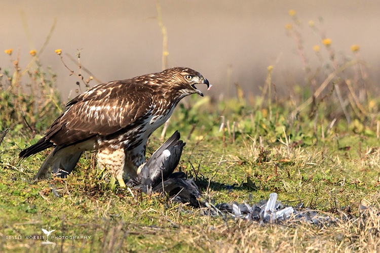 Red-tailed Hawk and Coot for Lunch - ID: 13634788 © Leslie J. Morris