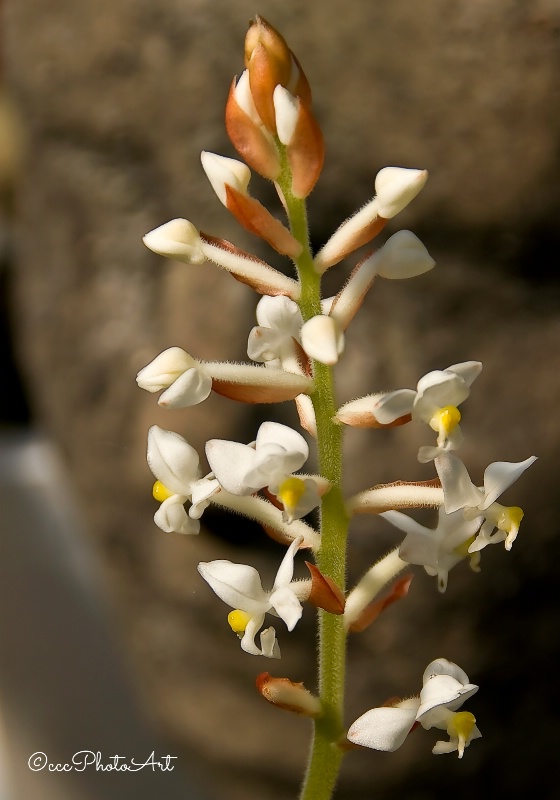 Jeweleye Orchid
