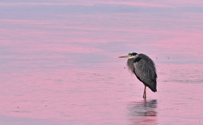 Pretty in Pink