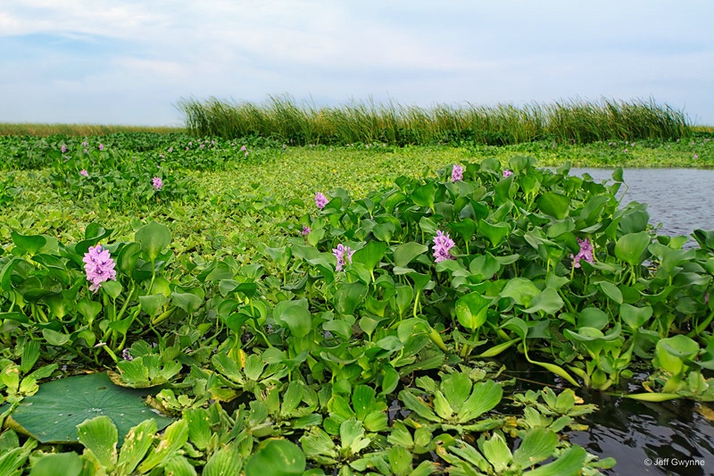 Water Hyacinth - ID: 13634891 © Jeff Gwynne