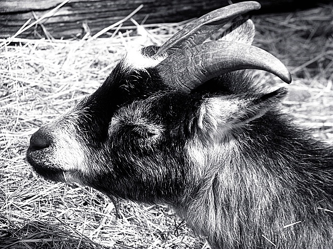Goat Head (in Black and White)