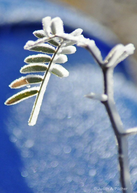 hoary mesquite branch..........