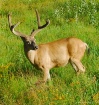 stag2