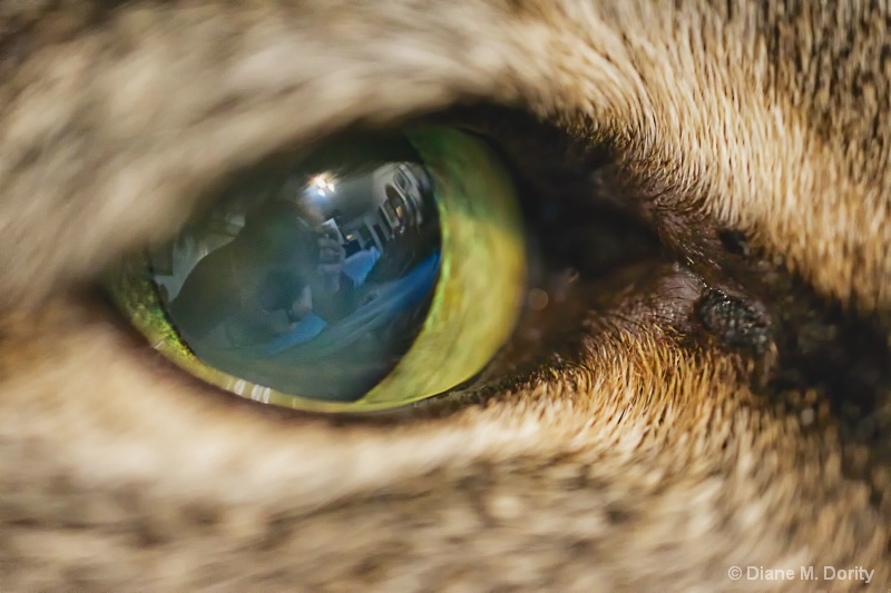 Cats eye revisited