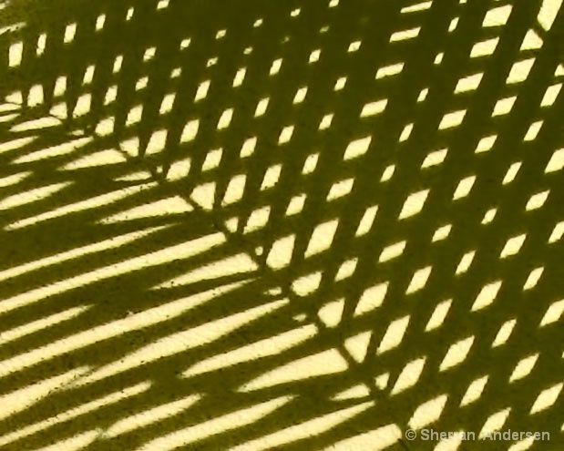 leafy shadows