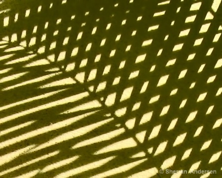 leafy shadows