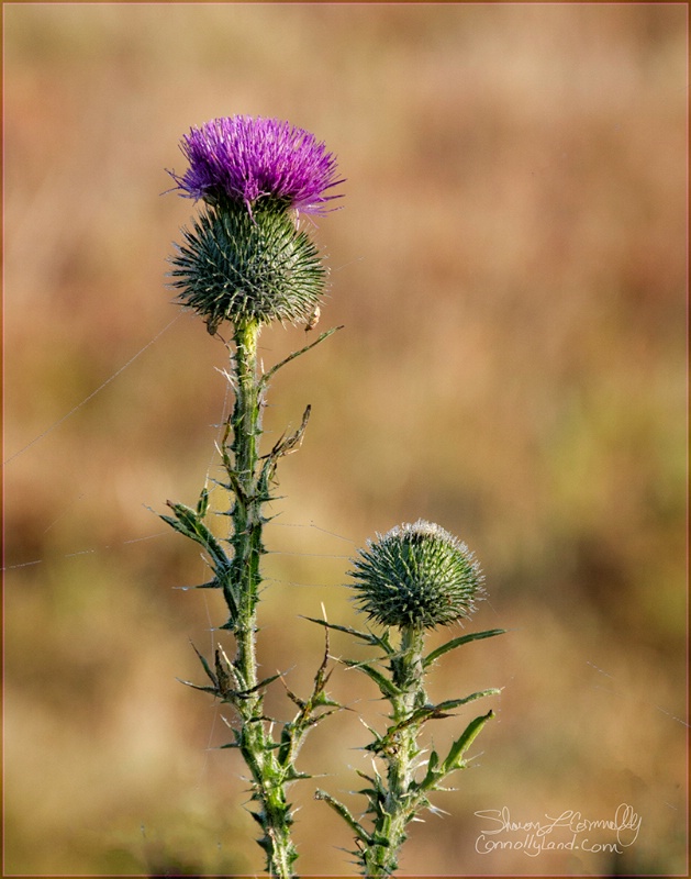 Thistle