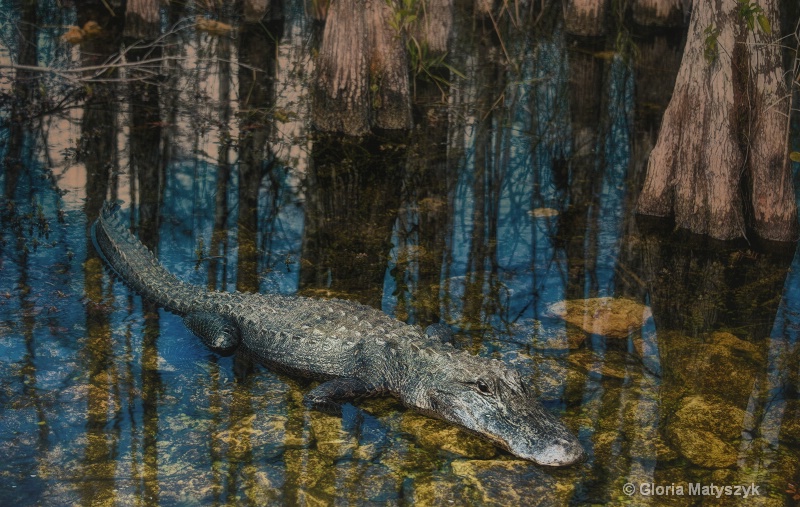 Gator in the Florida Everglades - ID: 13637010 © Gloria Matyszyk
