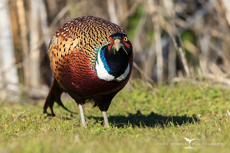 Ring-necked Pheasant - ID: 13637049 © Leslie J. Morris
