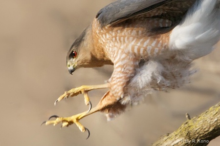 My First Cooper's Hawk