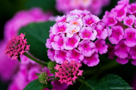 Lantana