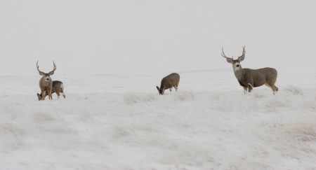 deer in fine powder snow