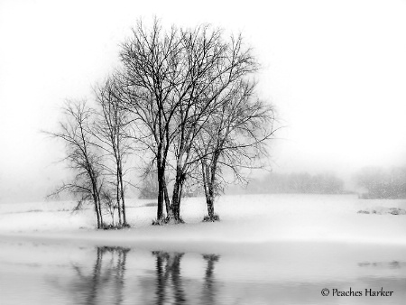 Silence of Winter