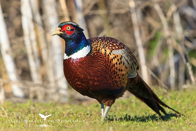 Ring-Necked Pheasant - ID: 13641452 © Leslie J. Morris