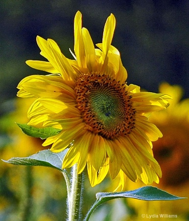 Sunflower Light